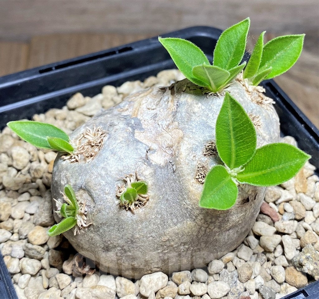 SHPR24722 Pachypodium brevicaule