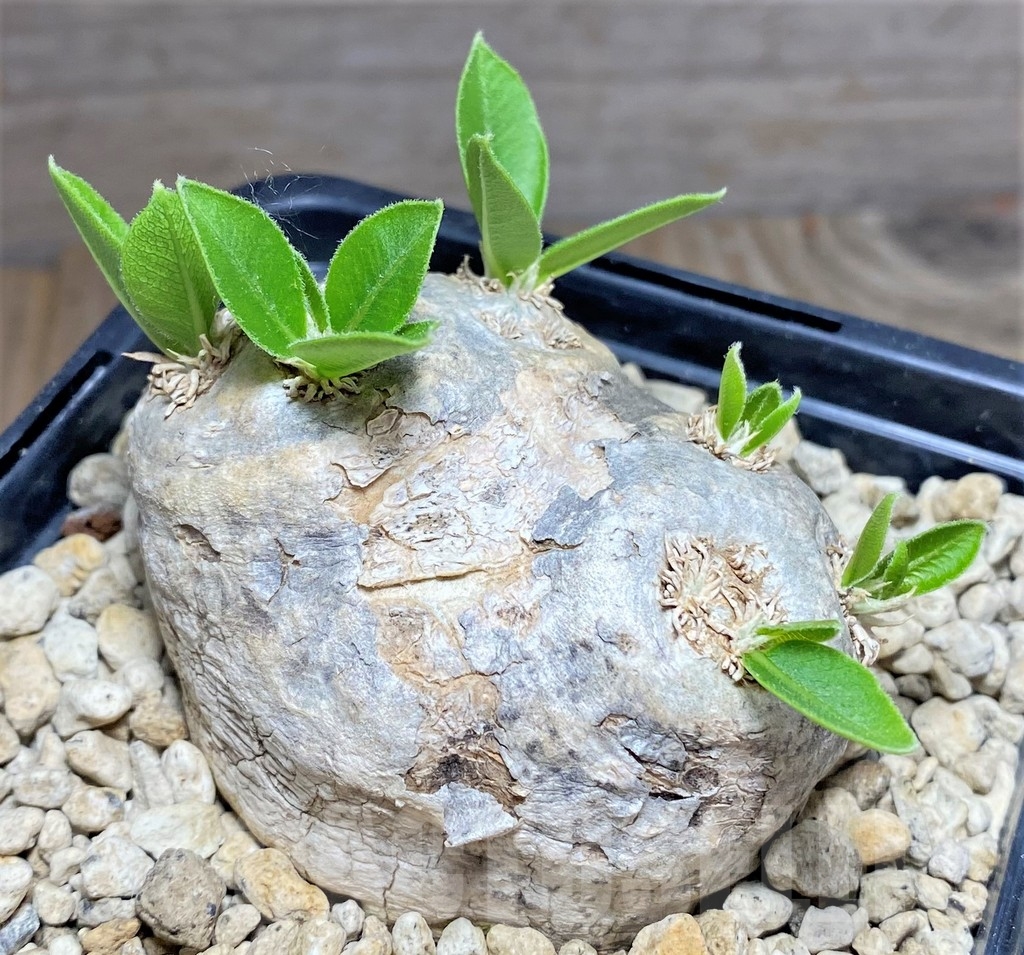 SHPR24722 Pachypodium brevicaule - immagine 2