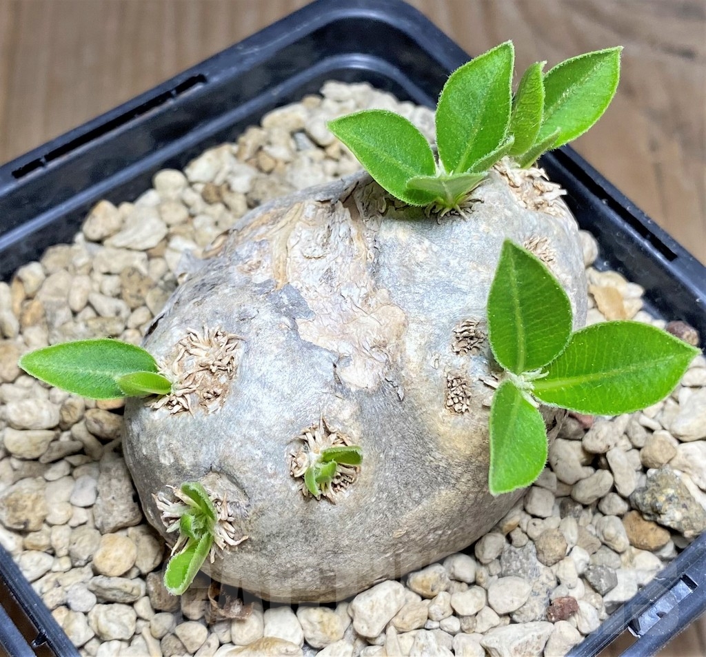 SHPR24722 Pachypodium brevicaule - immagine 3