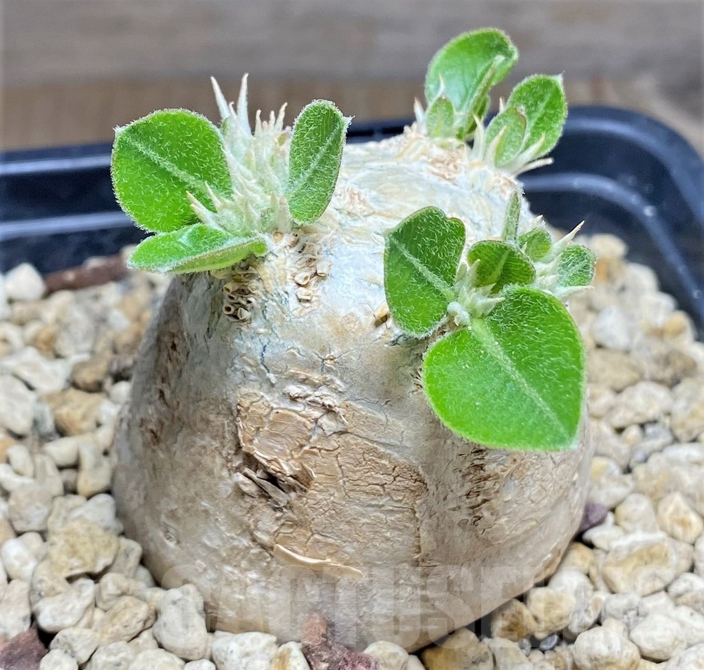 SHPR24723 Pachypodium brevicaule