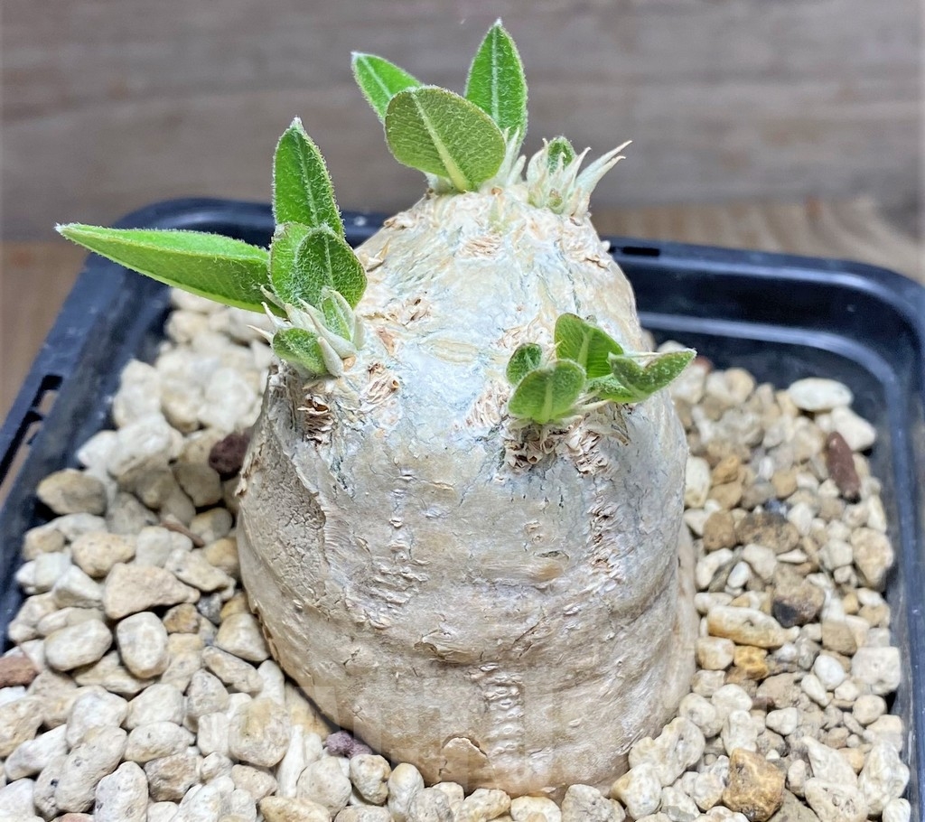 SHPR24723 Pachypodium brevicaule - immagine 2
