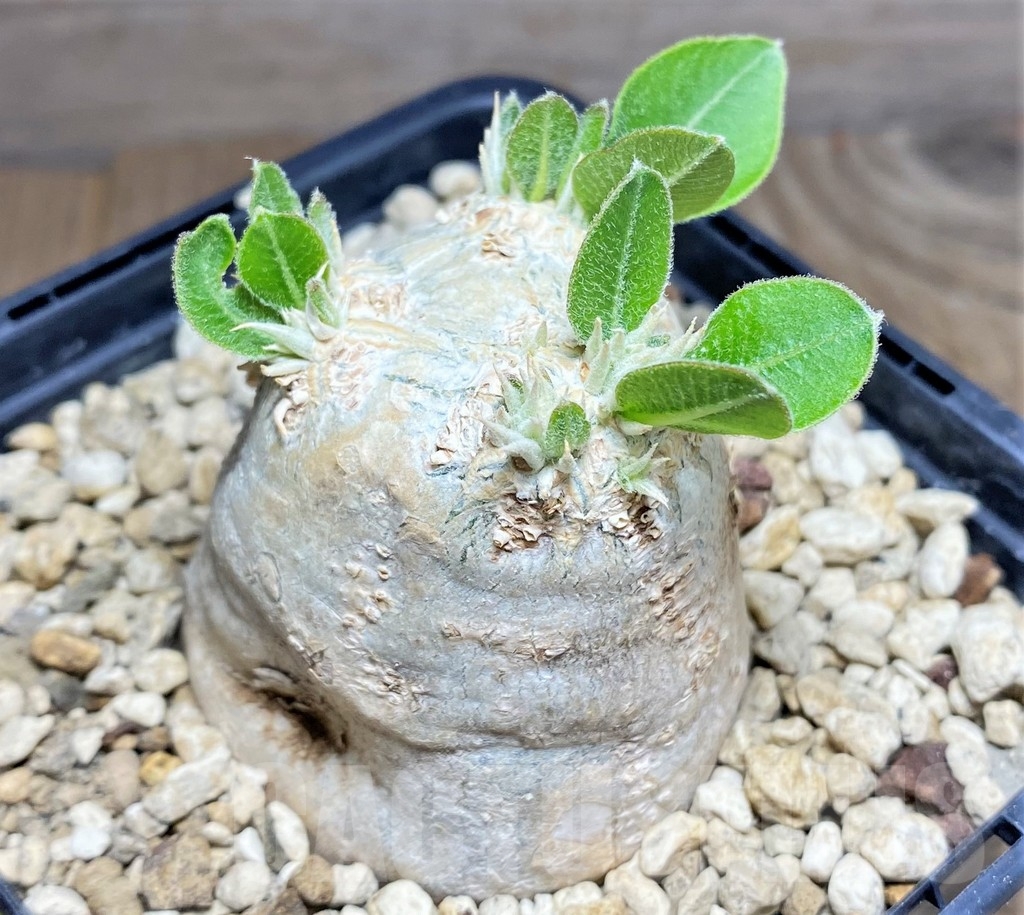 SHPR24723 Pachypodium brevicaule - immagine 3