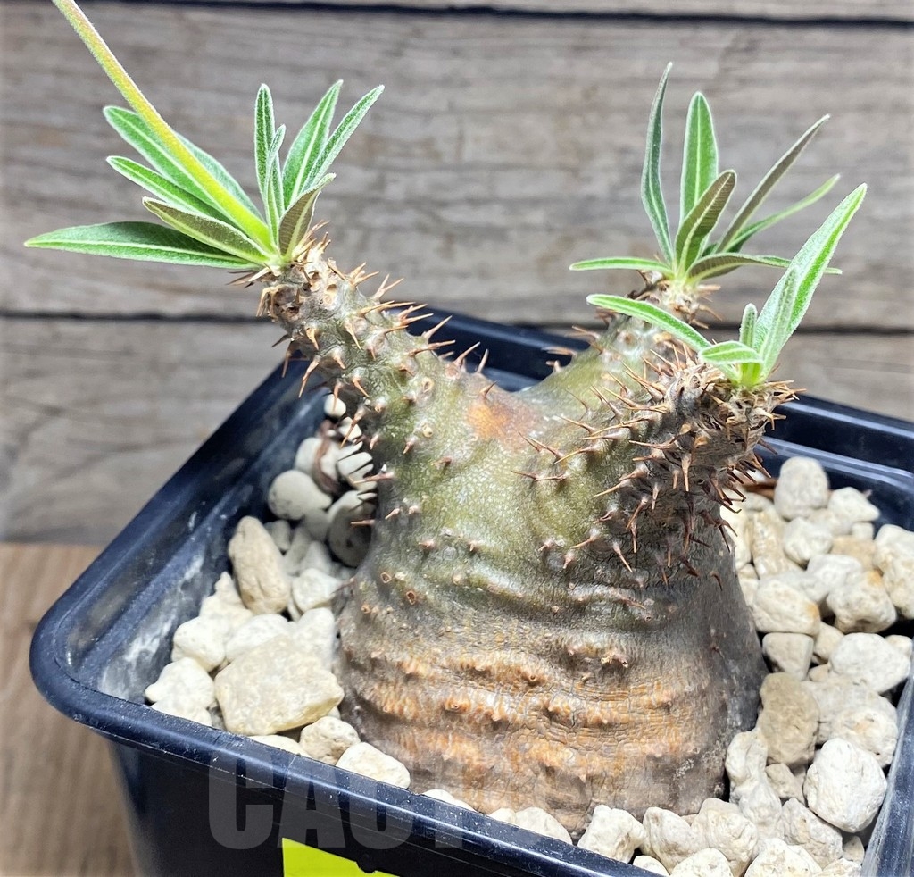 SHPR24725 Pachypodium rosulatum v. gracilius - Image 2