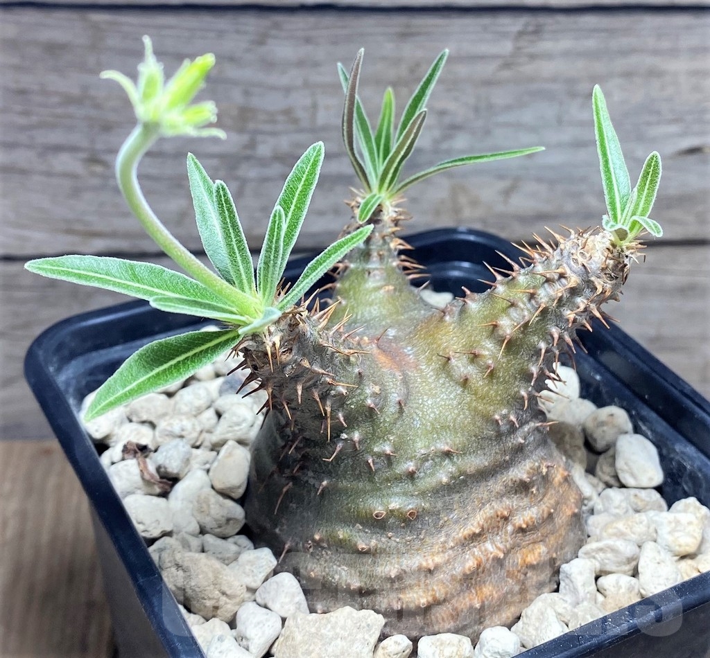 SHPR24725 Pachypodium rosulatum v. gracilius