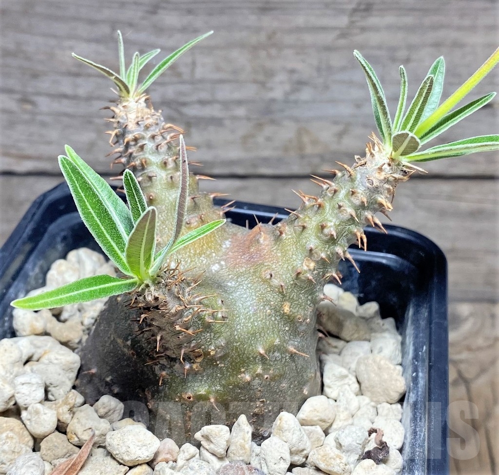 SHPR24725 Pachypodium rosulatum v. gracilius - Image 3