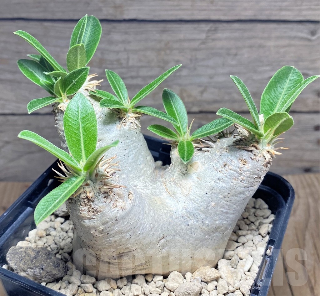 SHPR24726 Pachypodium eburneum