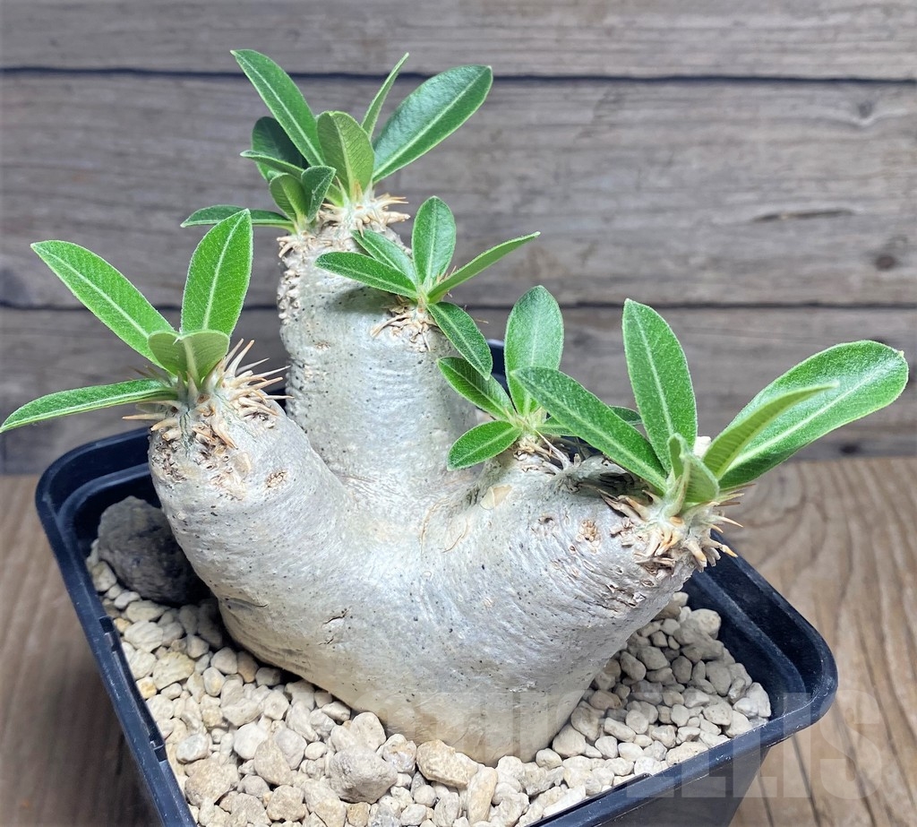 SHPR24726 Pachypodium eburneum - Image 2