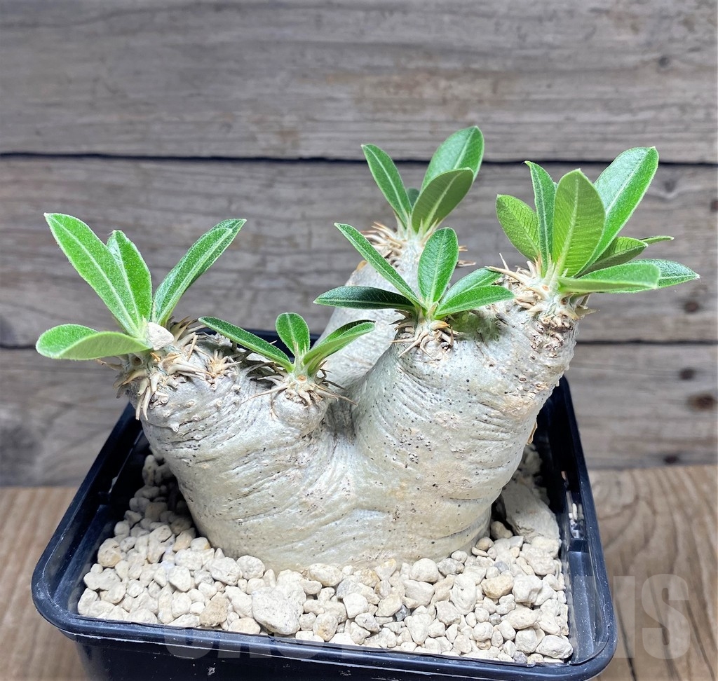 SHPR24726 Pachypodium eburneum - Image 3