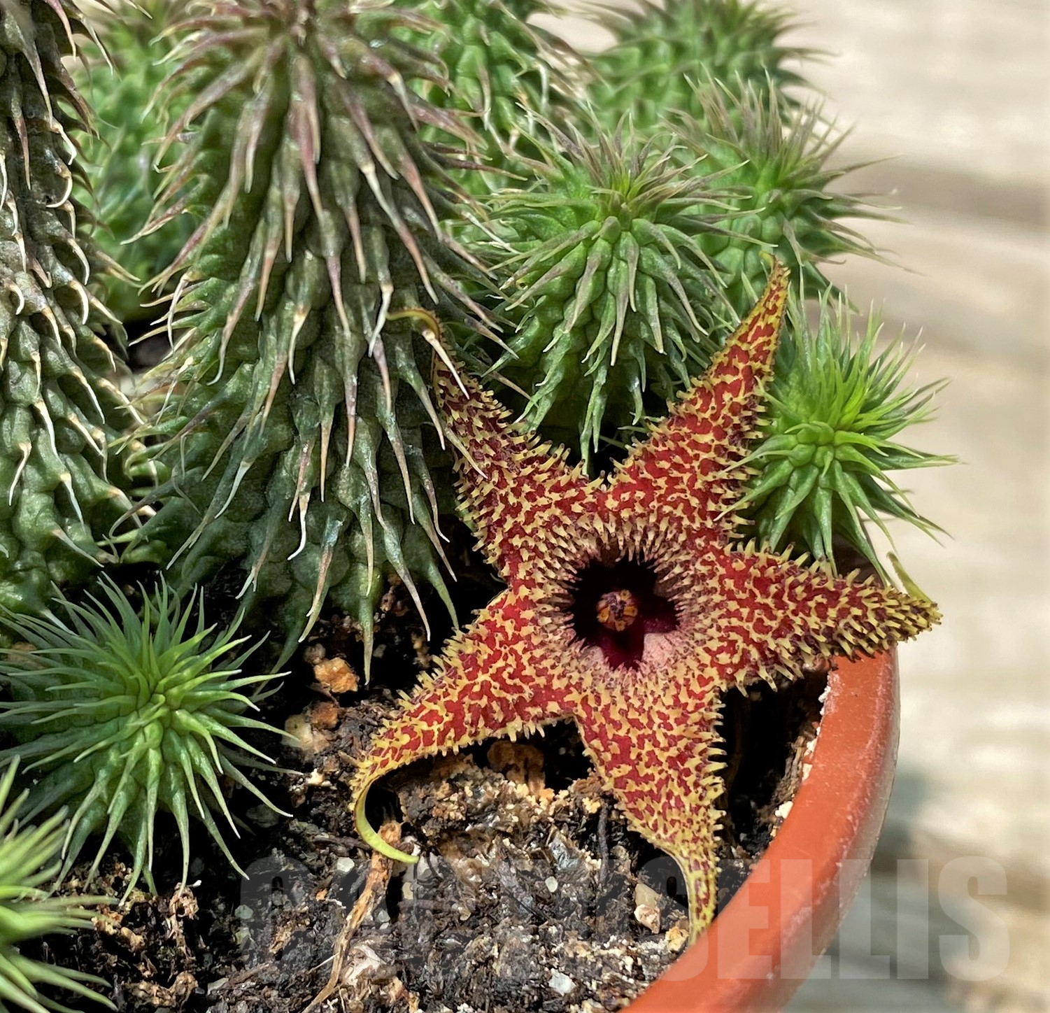 SL20314 Huernia pillansii