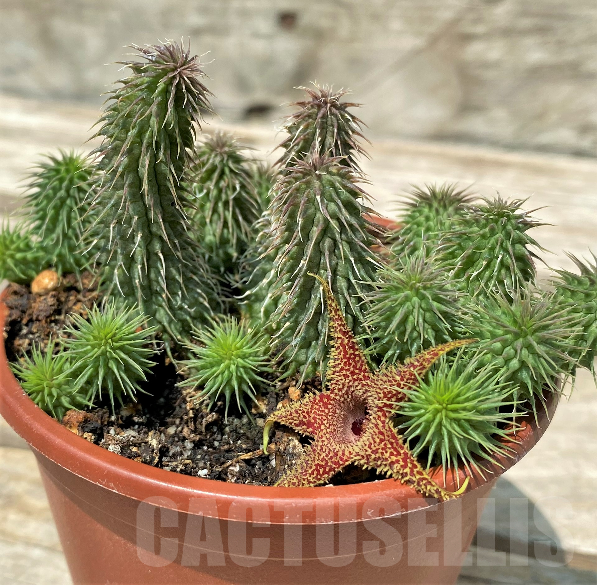 SL20314 Huernia pillansii - Obrázek 2