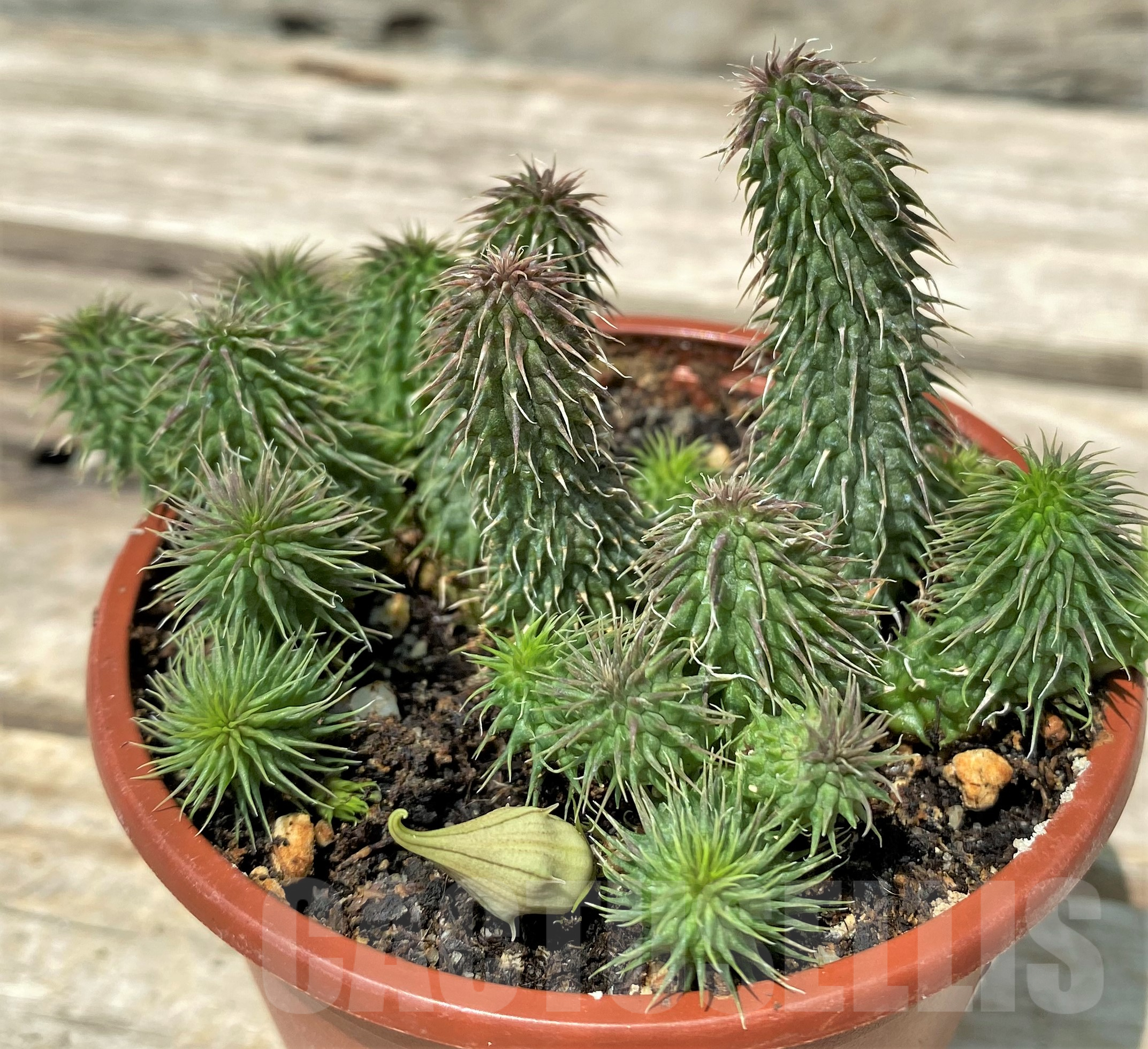 SL20314 Huernia pillansii - Obrázek 3