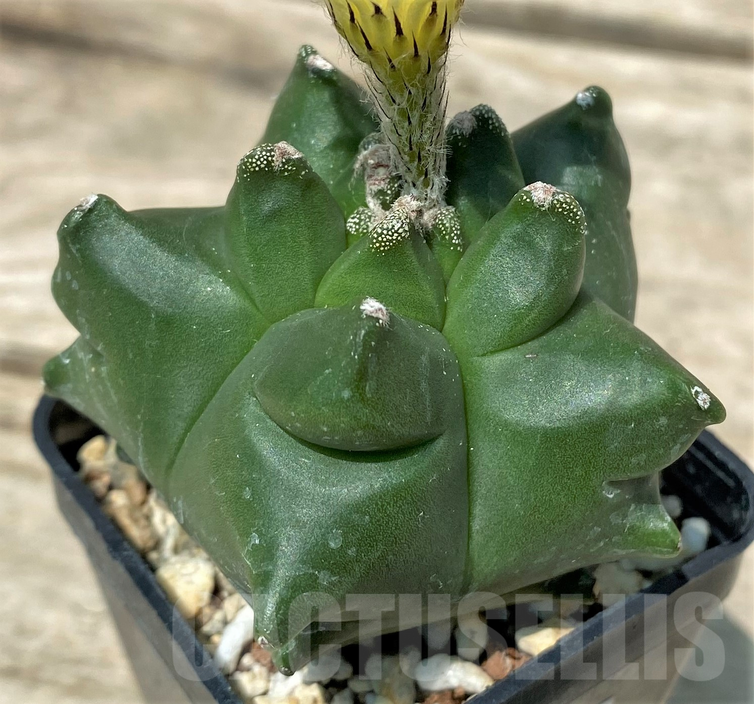 SHPR21474 Astrophytum myriostigma 'Kikko' - Image 2