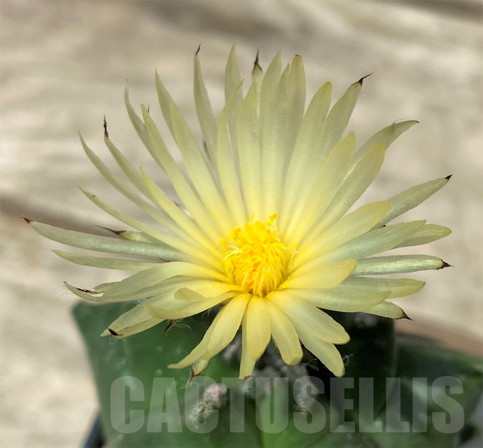 SHPR21474 Astrophytum myriostigma 'Kikko'