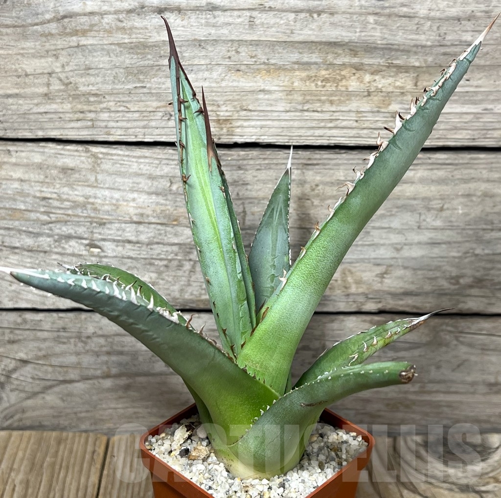 SHPR23227 Agave kerchovei 'whit rose tint' - Image 2