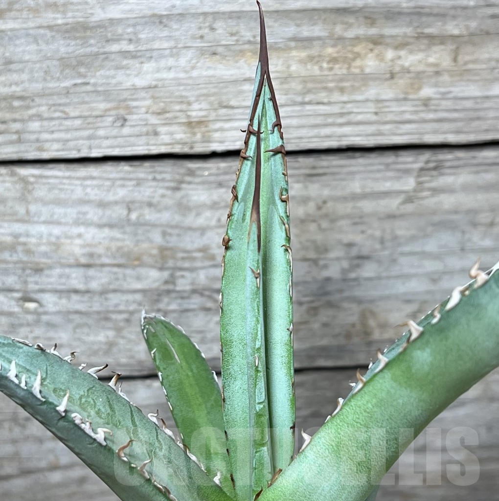 SHPR23227 Agave kerchovei 'whit rose tint' - Image 3