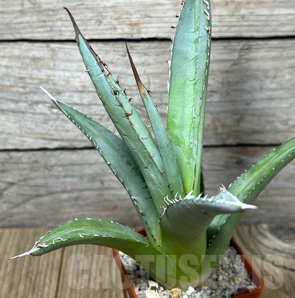 SHPR23227 Agave kerchovei 'whit rose tint'