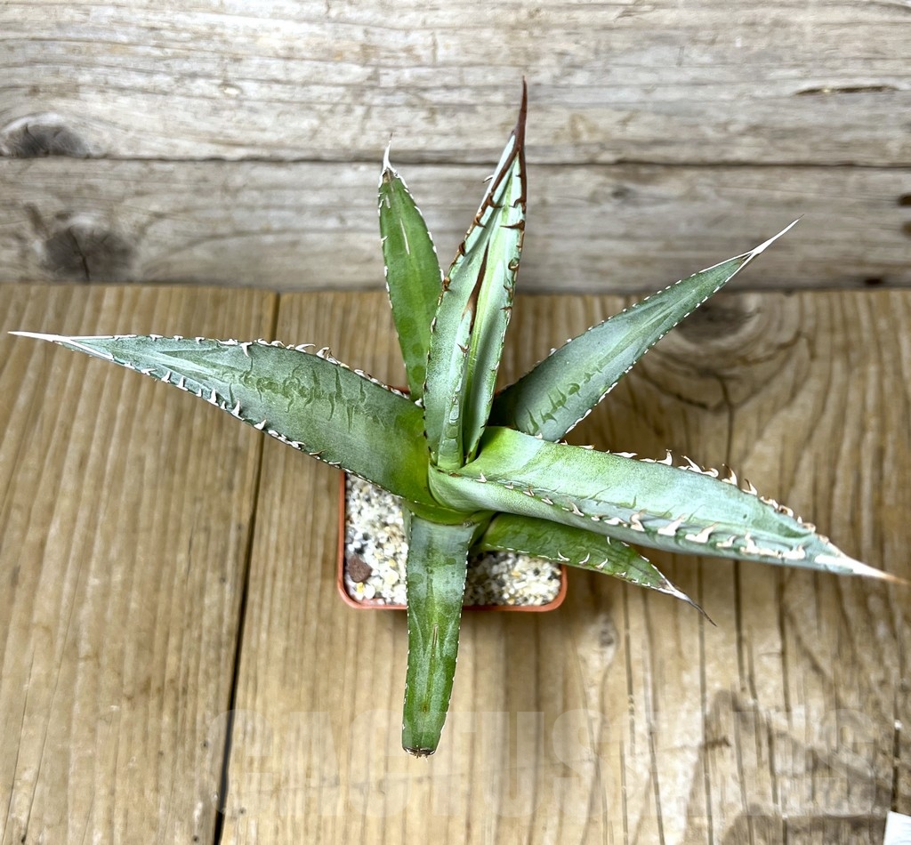 SHPR23227 Agave kerchovei 'whit rose tint' - Image 4