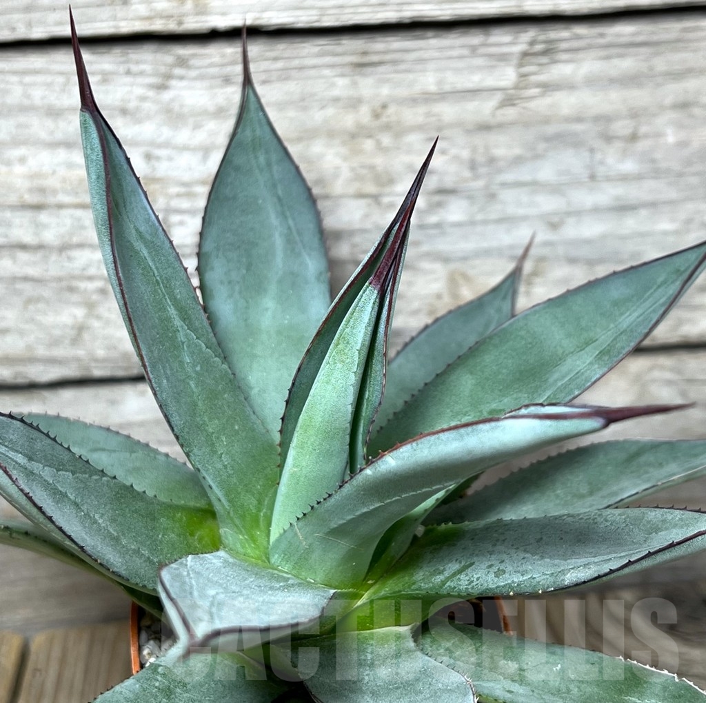 SHPR23230 Agave 'Blue Emperor'