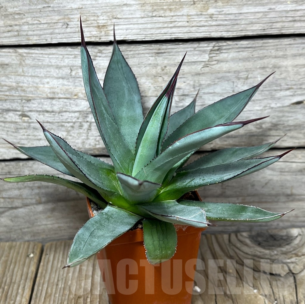SHPR23230 Agave 'Blue Emperor' - Image 2