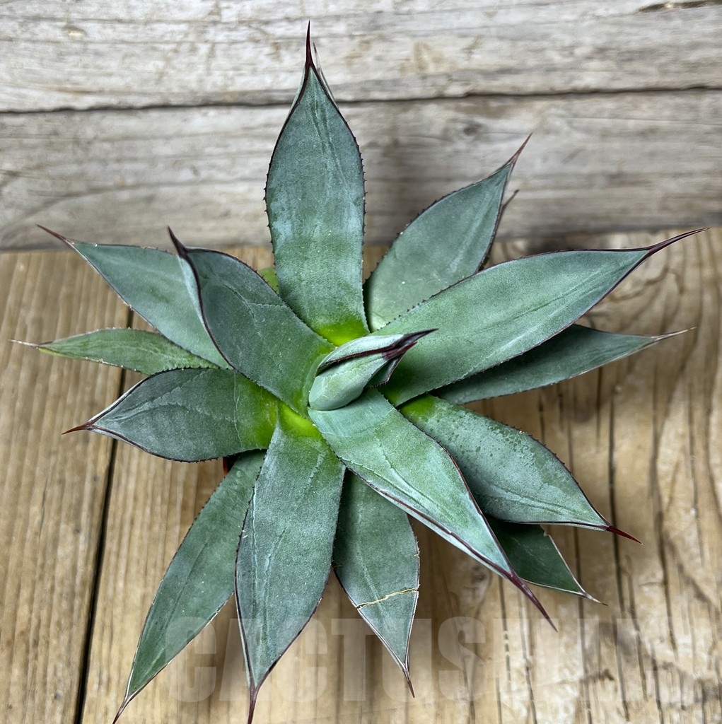 SHPR23230 Agave 'Blue Emperor' - Image 3