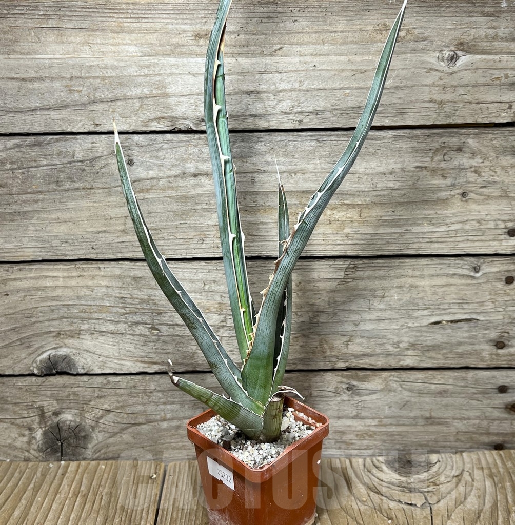 SHPR23232 Agave xylonacantha, Hidalgo - Image 2
