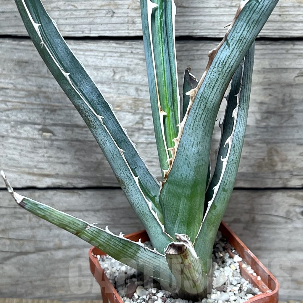 SHPR23232 Agave xylonacantha, Hidalgo