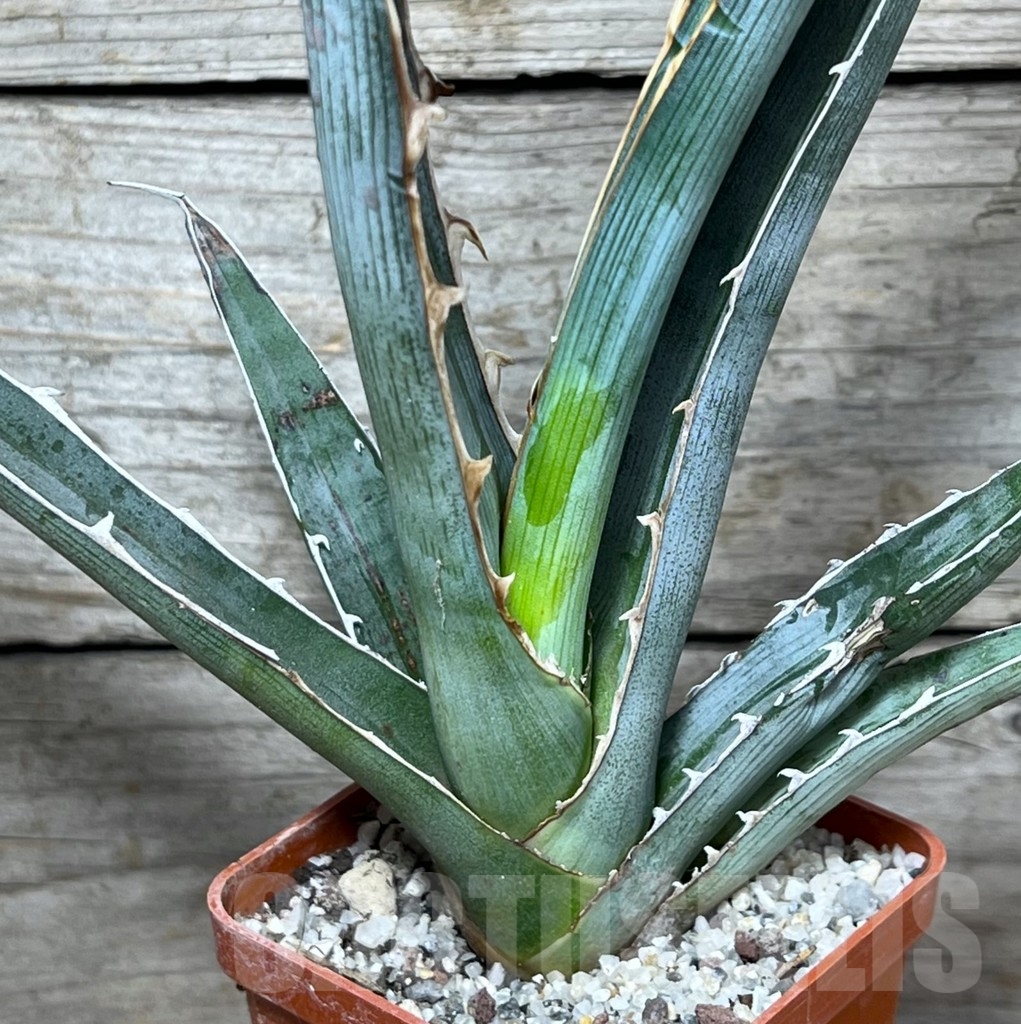 SHPR23233 Agave xylonacantha, Hidalgo