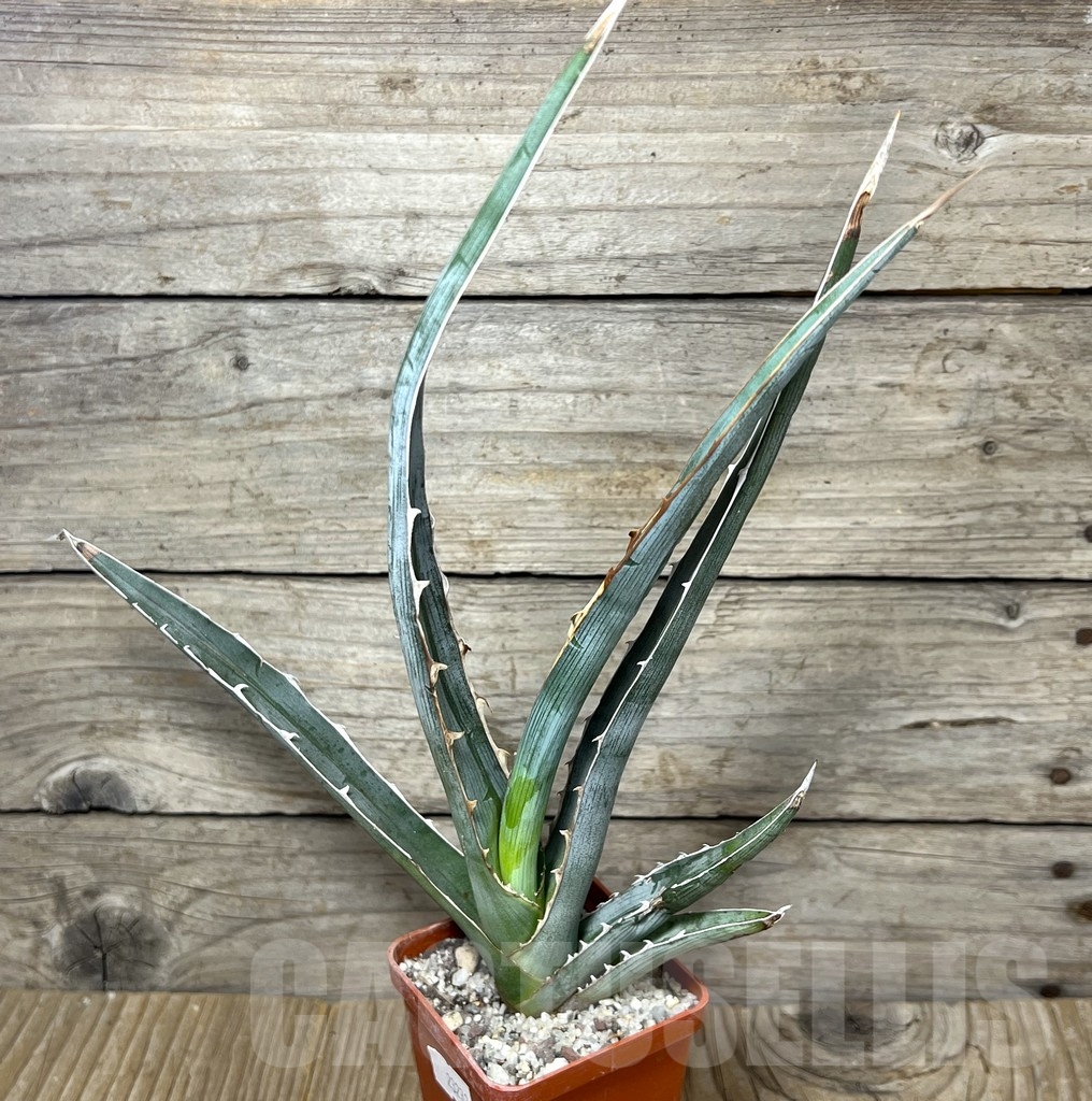 SHPR23233 Agave xylonacantha, Hidalgo - Image 2