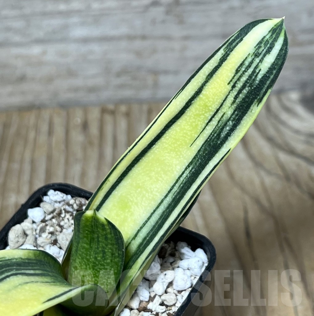 SHPR23234 Gastrolea ssp. f. variegata