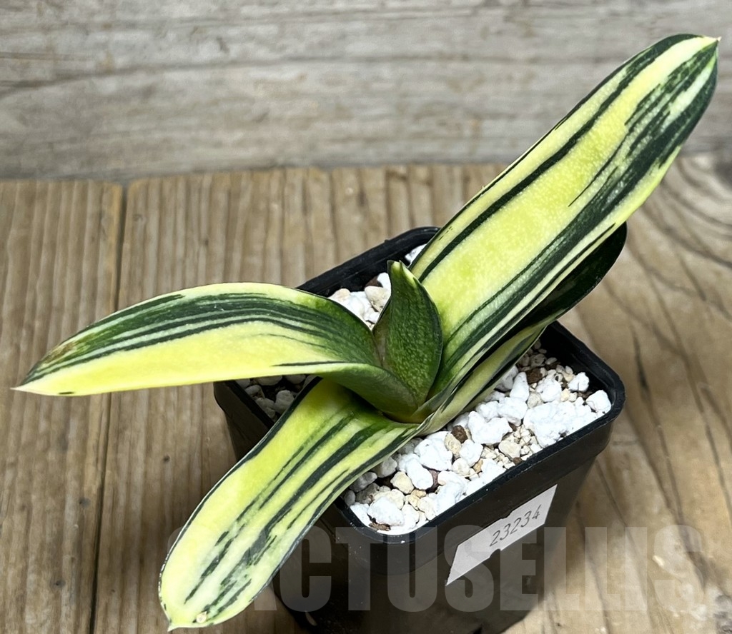 SHPR23234 Gastrolea ssp. f. variegata - Obrázek 3