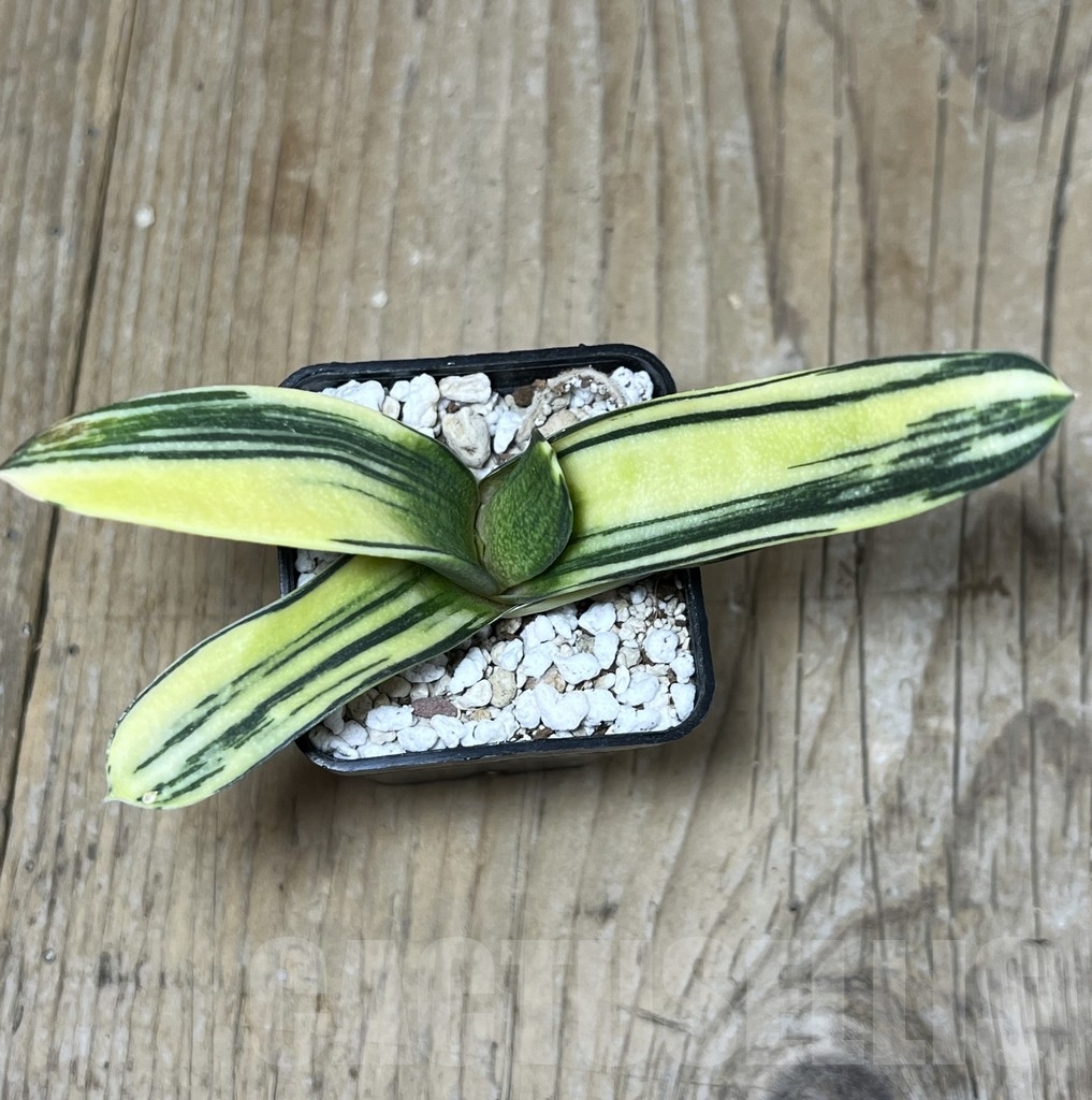 SHPR23234 Gastrolea ssp. f. variegata - Obrázek 2