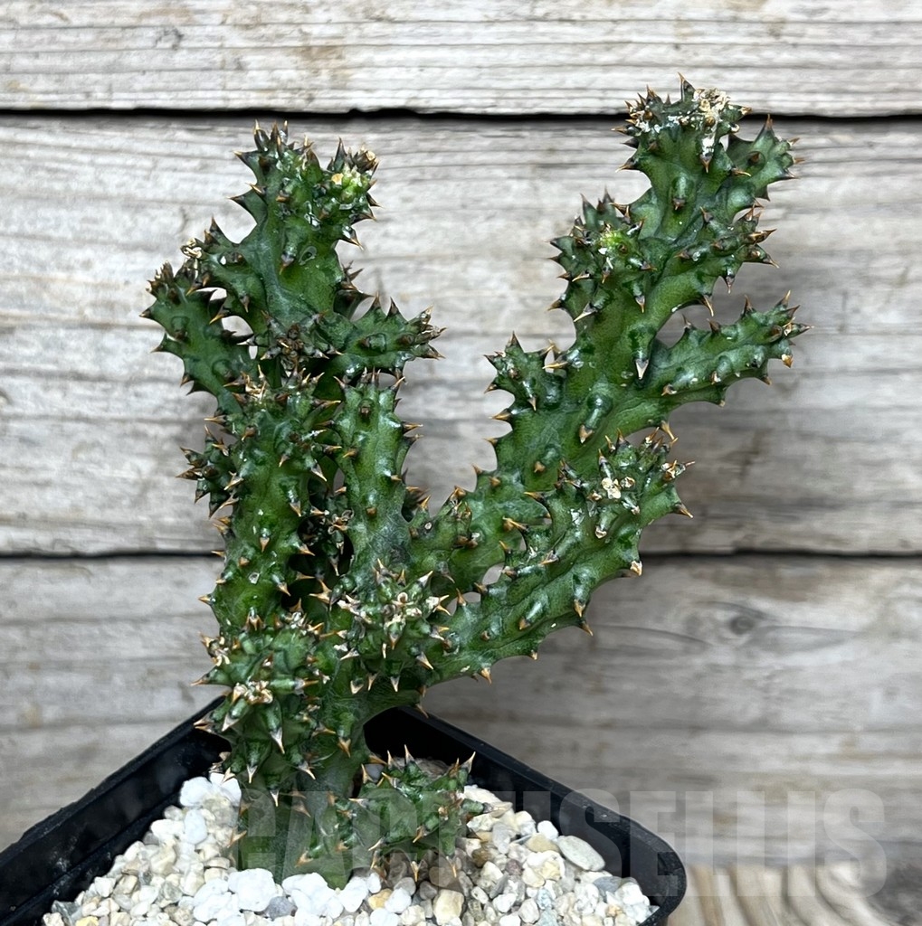 SHPR23235 Edithcolea grandis - Obrázek 2