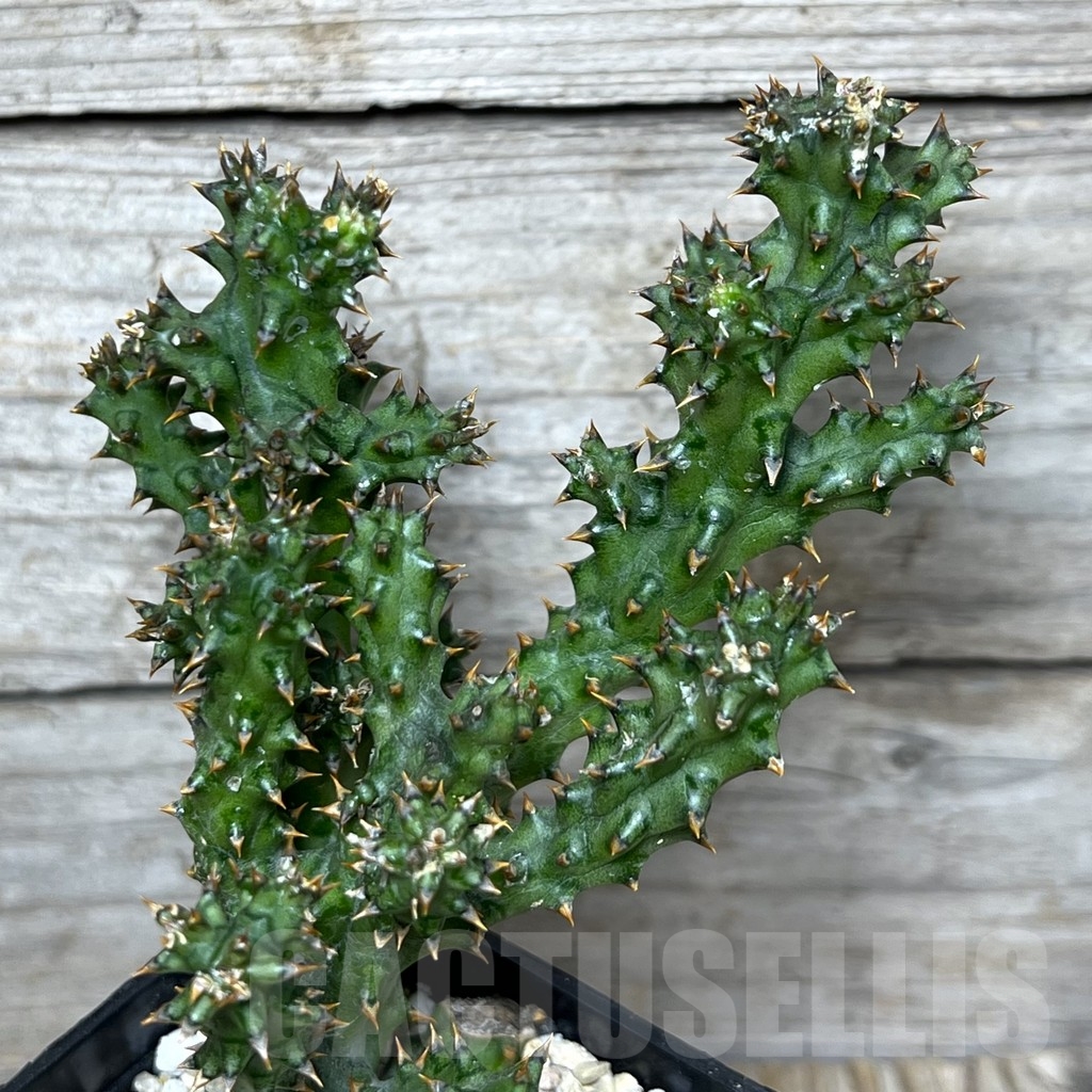 SHPR23235 Edithcolea grandis