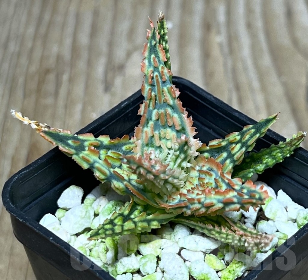 SHPR23238 Aloe hybrid TCT