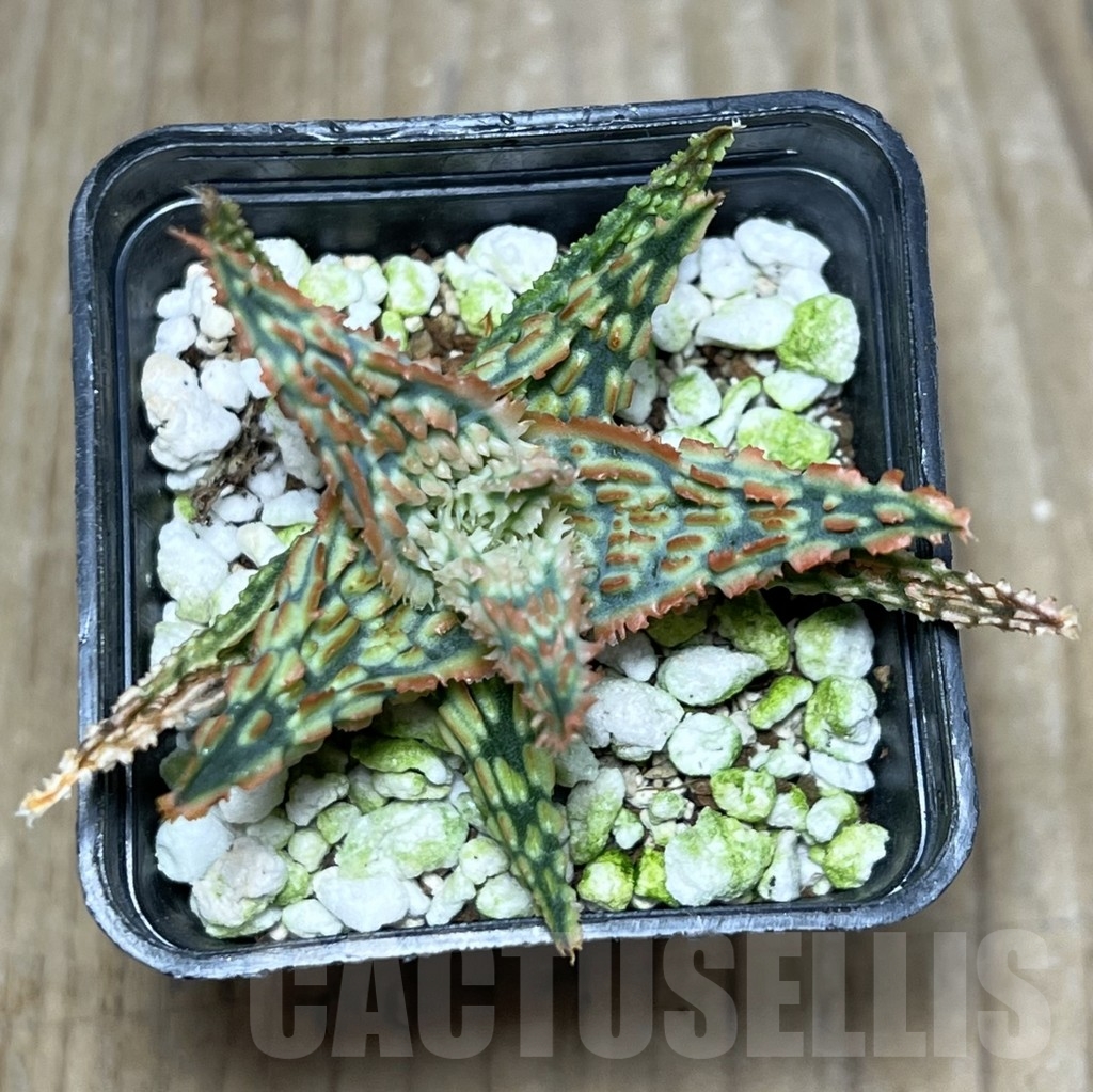 SHPR23238 Aloe hybrid TCT - Image 2