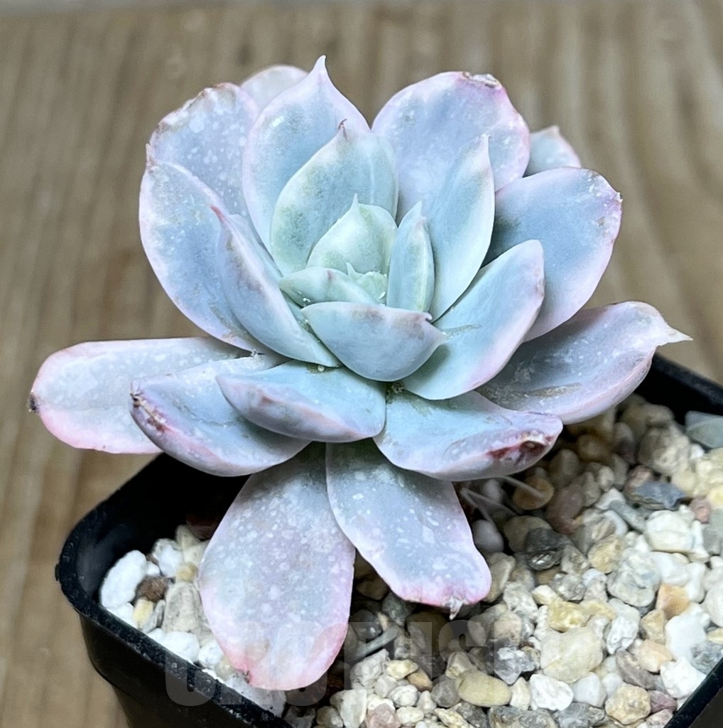 SHPR23239 Echeveria variegata