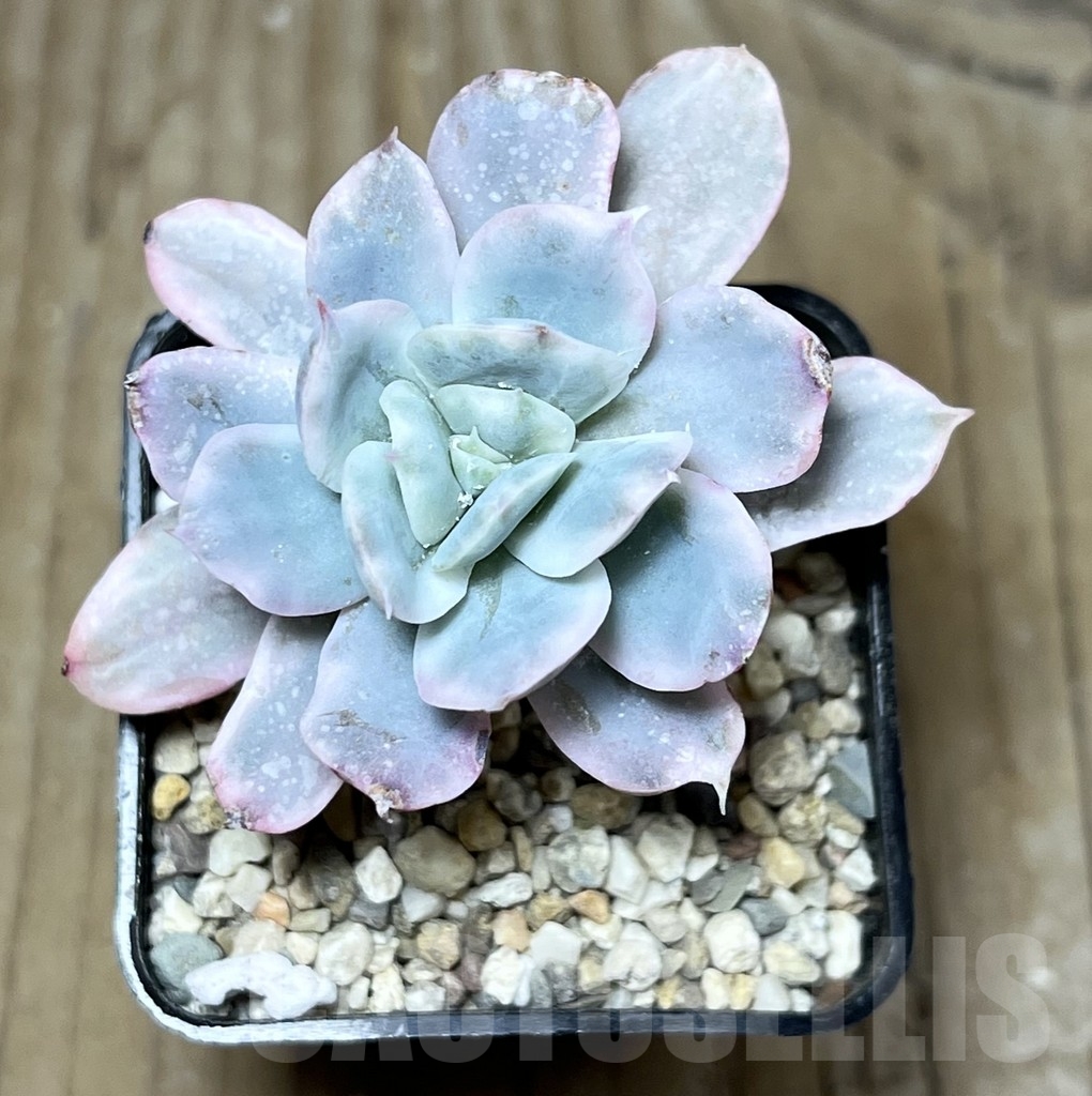 SHPR23239 Echeveria variegata – Bild 2