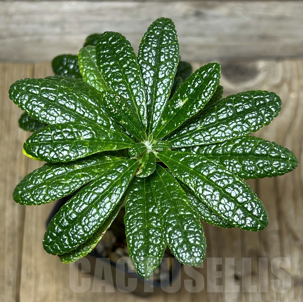 SHPR23240 Dorstenia gigas – Bild 2