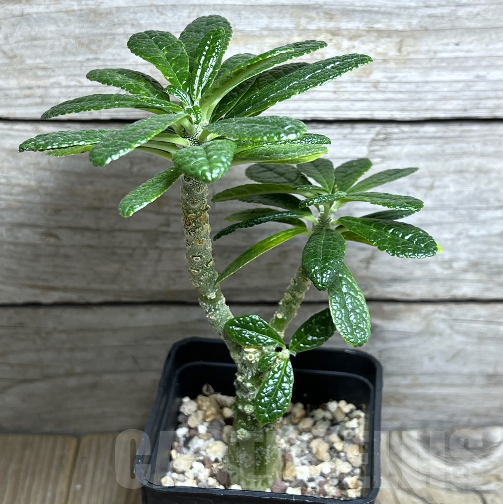 SHPR23240 Dorstenia gigas