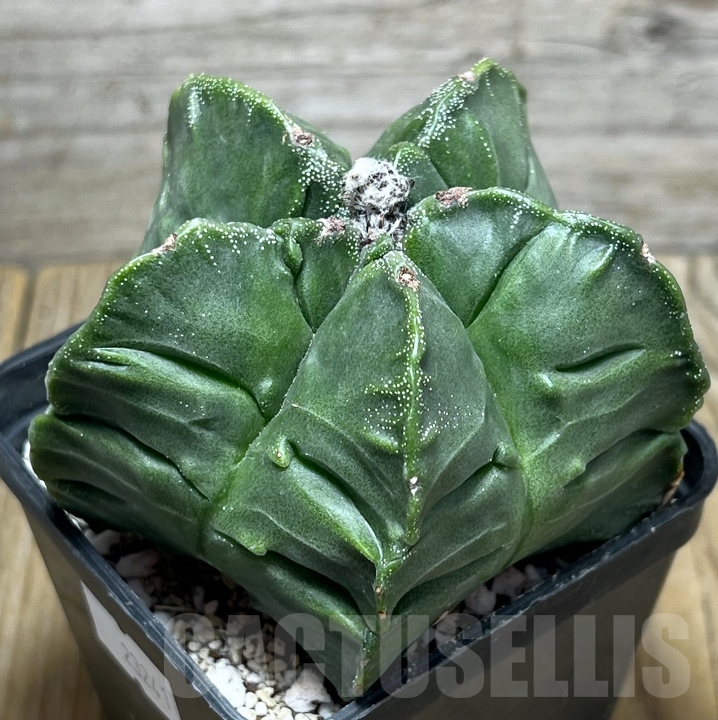 SHPR23241 Astrophytum myriostigma 'Fukuryu'