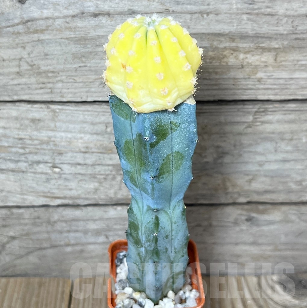 SHPR23242 Echinopsis subdenudata f. variegata, grafted - Image 2