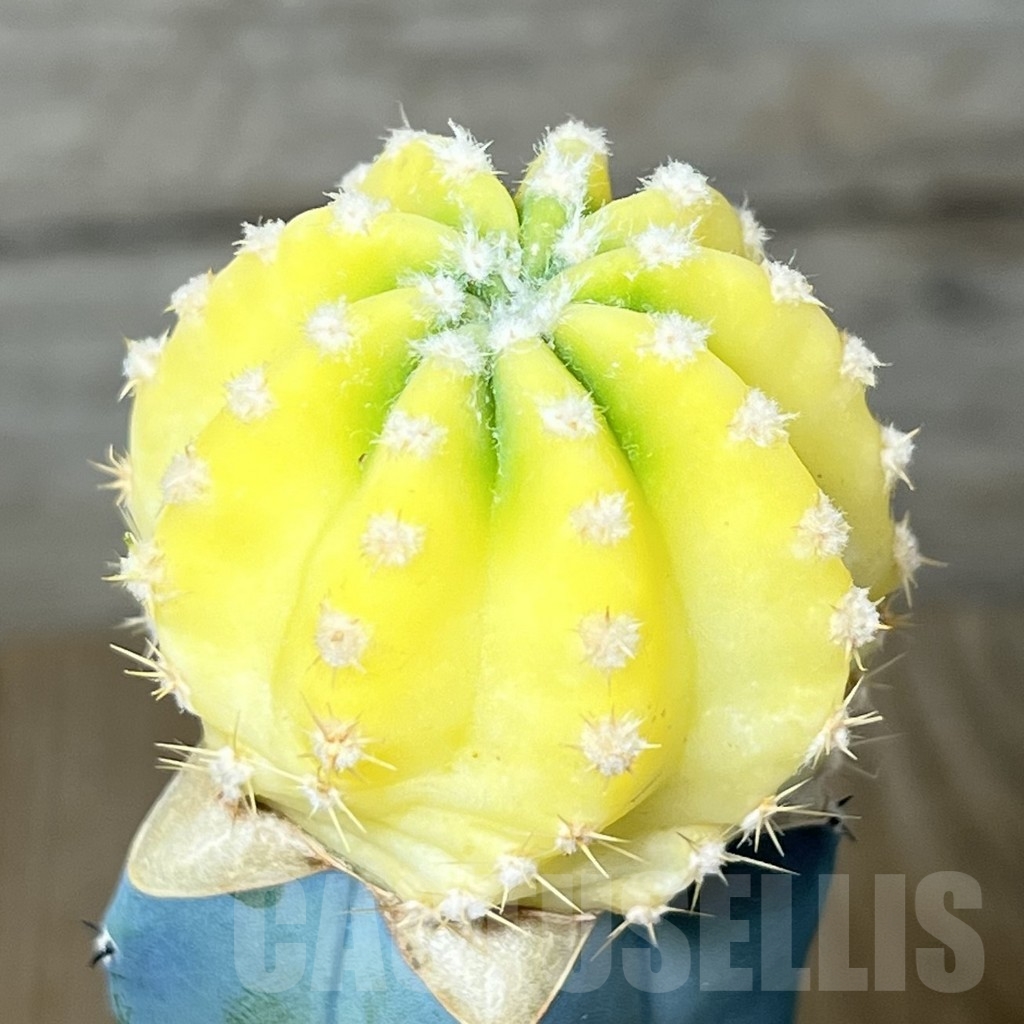 SHPR23242 Echinopsis subdenudata f. variegata, grafted