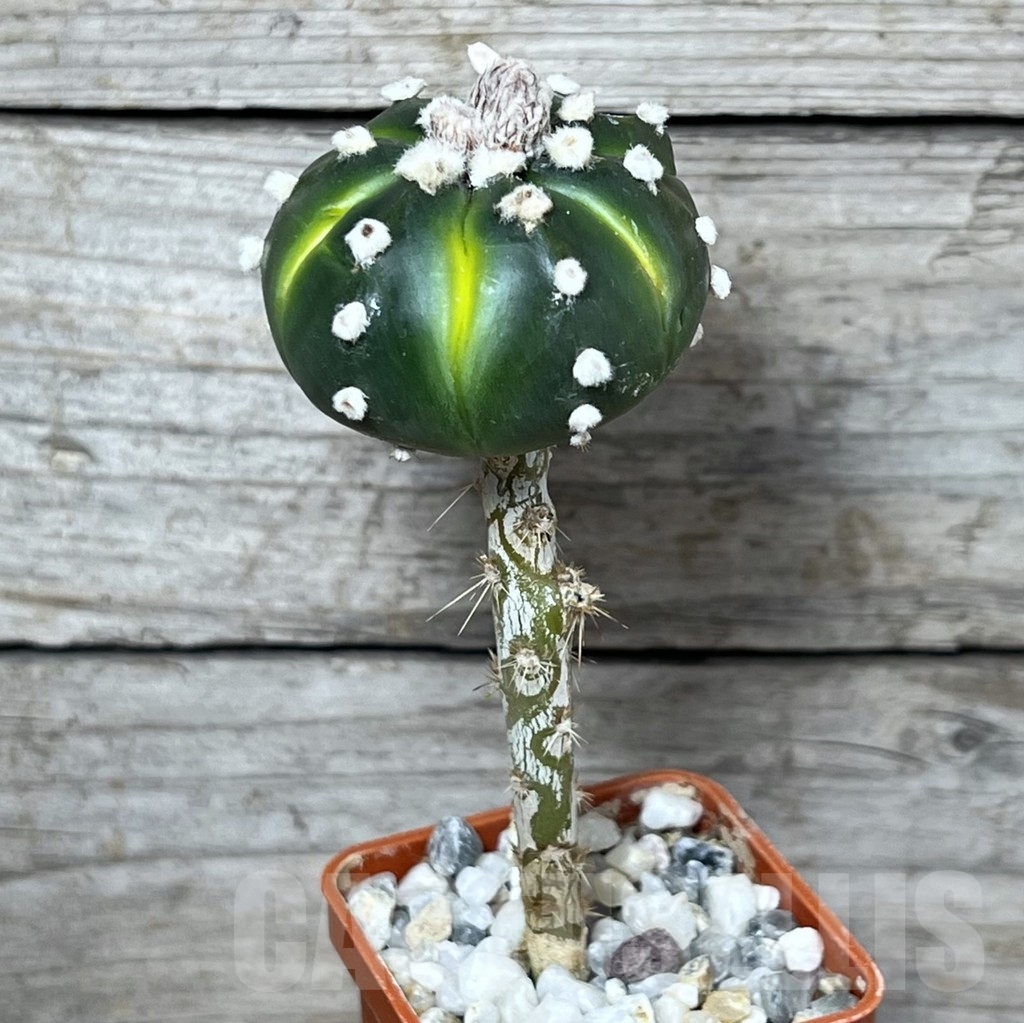 SHPR23244 Astrophytum asterias ‘Lime Green’, grafted - 画像 (2)