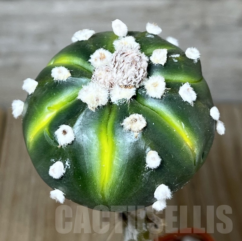 SHPR23244 Astrophytum asterias ‘Lime Green’, grafted