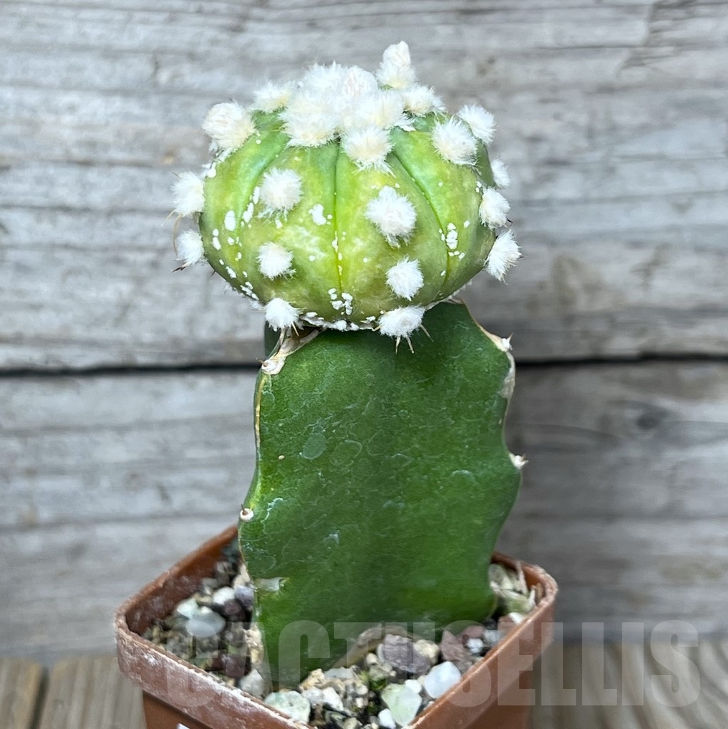 SHPR23245 Astrophytum asterias 'Ooibo' hybrid, grafted - Imagen 2