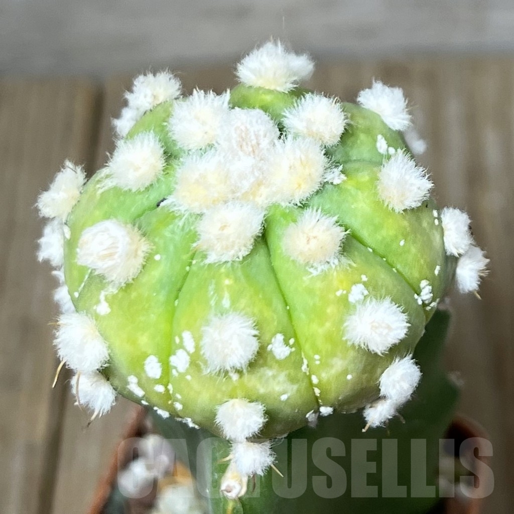 SHPR23245 Astrophytum asterias 'Ooibo' hybrid, grafted