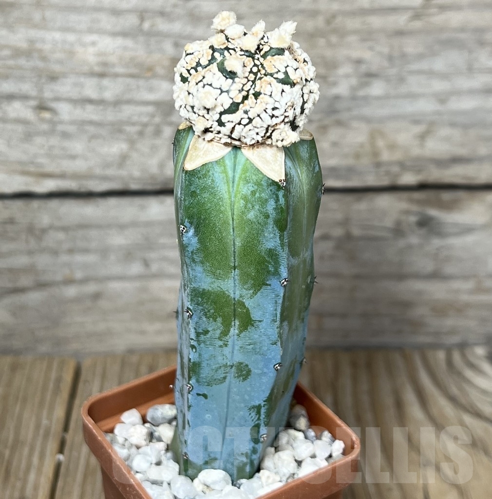 SHPR23247 Astrophytum asterias 'Super kabuto Snow', grafted - Зображення 2