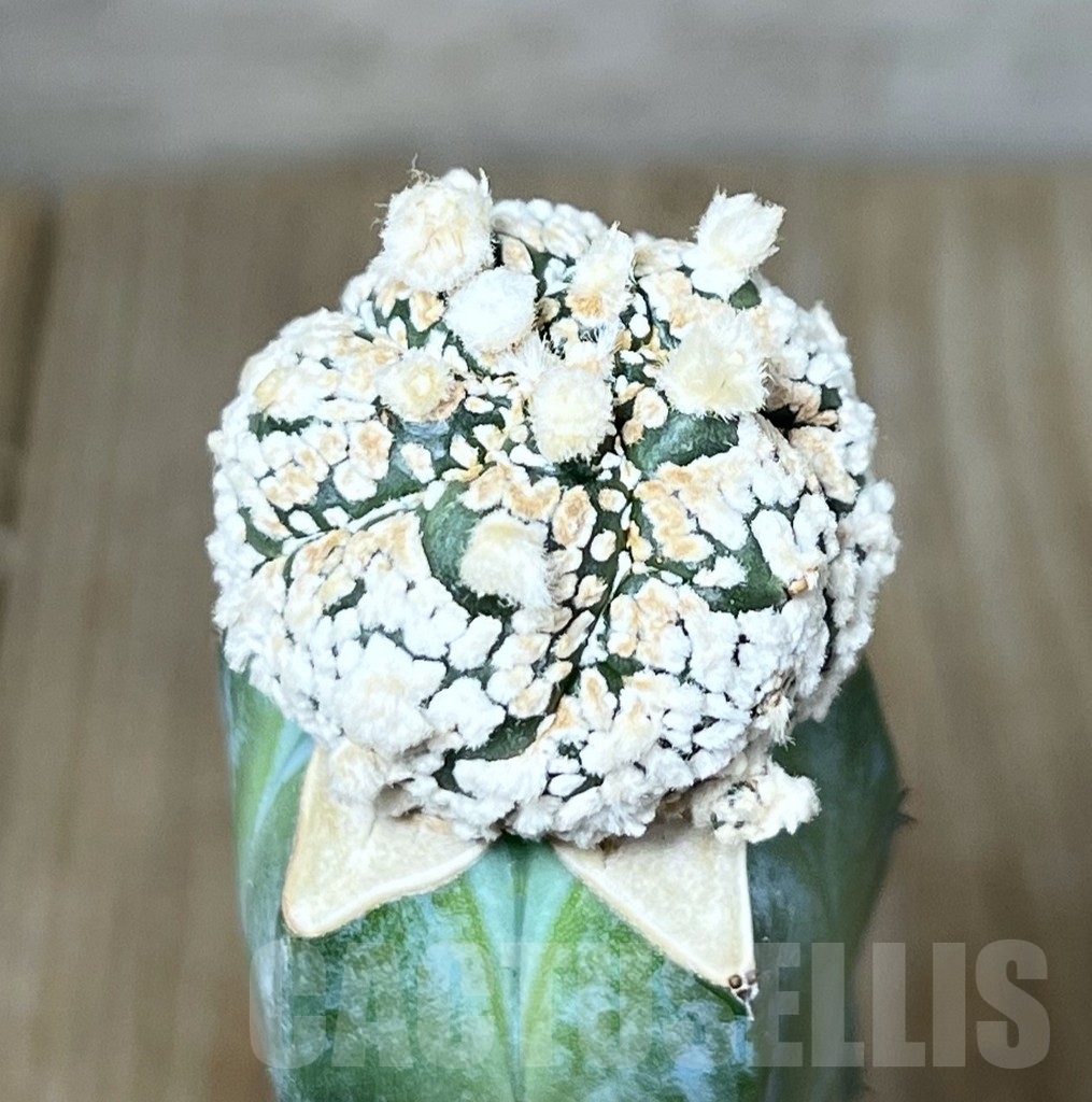 SHPR23247 Astrophytum asterias 'Super kabuto Snow', grafted