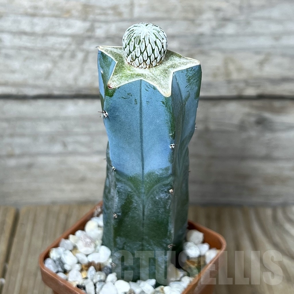 SHPR23248 Pelecyphora aselliformis, grafted - Image 2