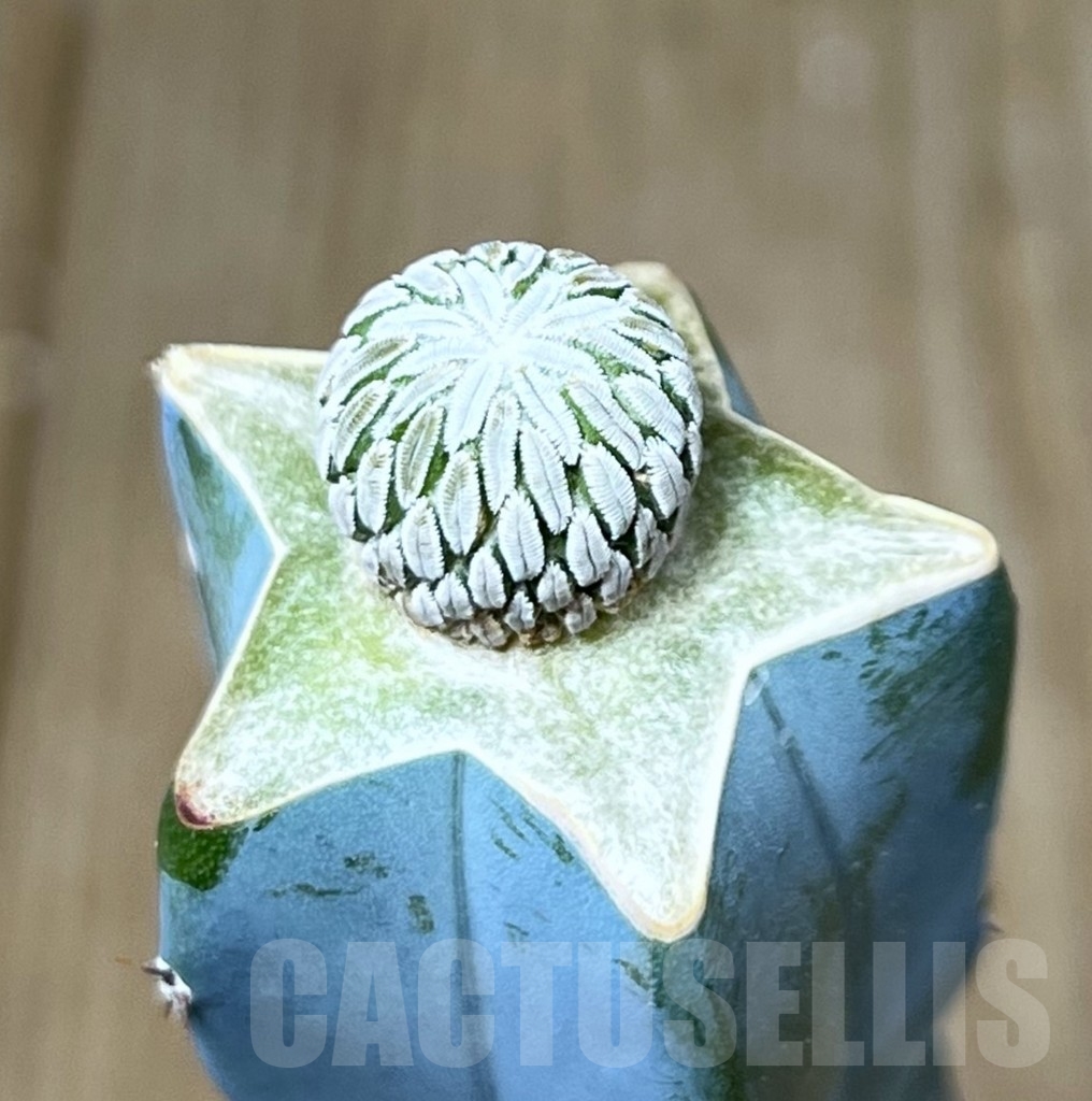 SHPR23248 Pelecyphora aselliformis, grafted